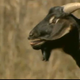 Illustration for article titled Theres no better way to hear the new Daft Punk than with a screaming goat